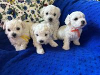 chłopcy - 5 tygodni